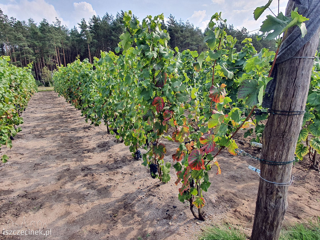 Winobranie w Gwdzie Małej.