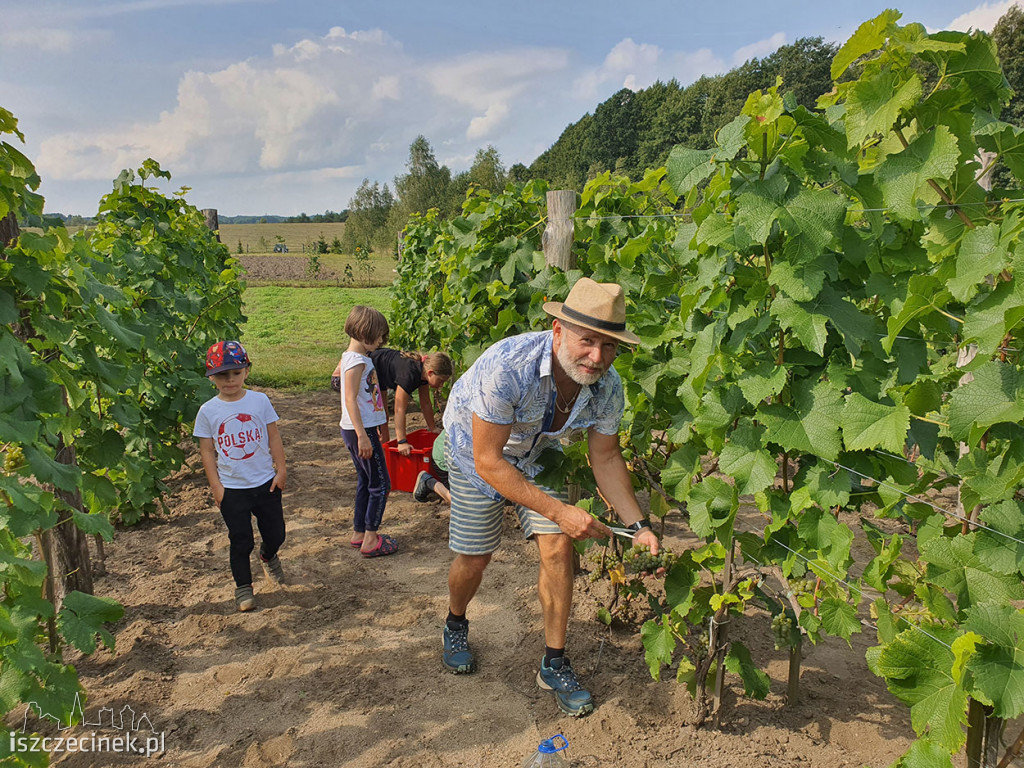Winobranie w Gwdzie Małej.