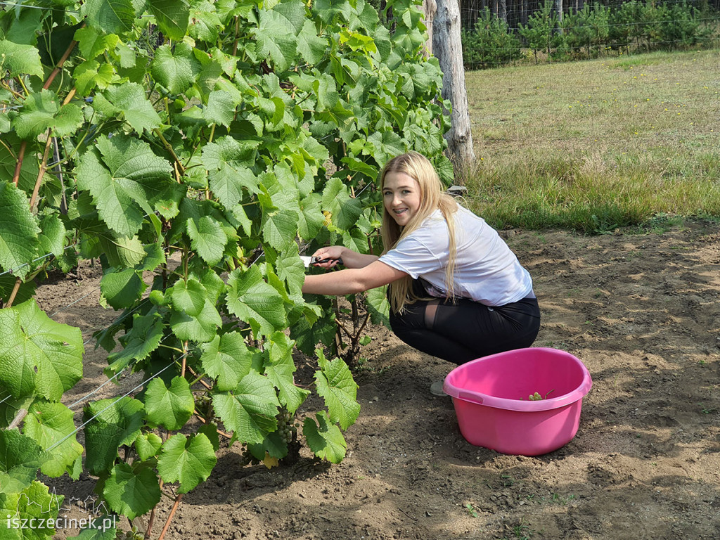 Winobranie w Gwdzie Małej.