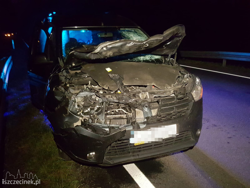 Samochód osobowy zderzył się z jeleniem