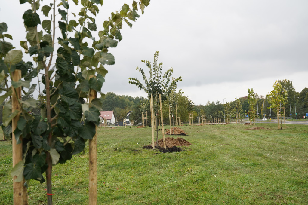 Osiedle Zachód będzie miało swój park. Już sadzą drzewa
