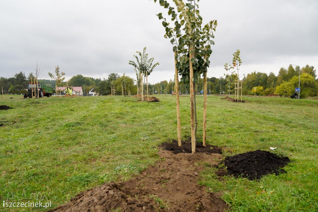 Osiedle Zachód będzie miało swój park. Już sadzą drzewa