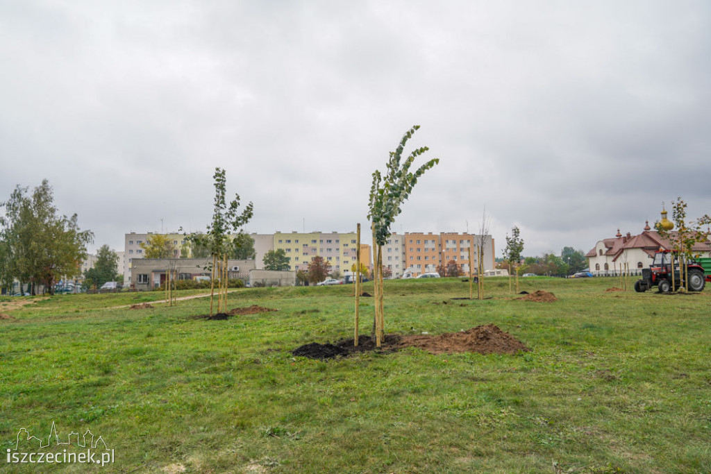 Osiedle Zachód będzie miało swój park. Już sadzą drzewa