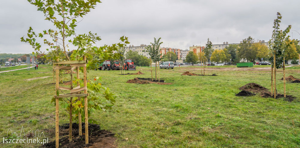 Osiedle Zachód będzie miało swój park. Już sadzą drzewa
