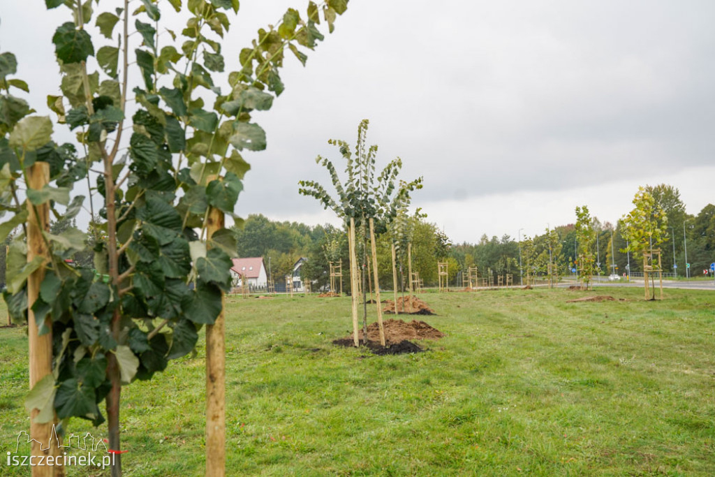 Osiedle Zachód będzie miało swój park. Już sadzą drzewa