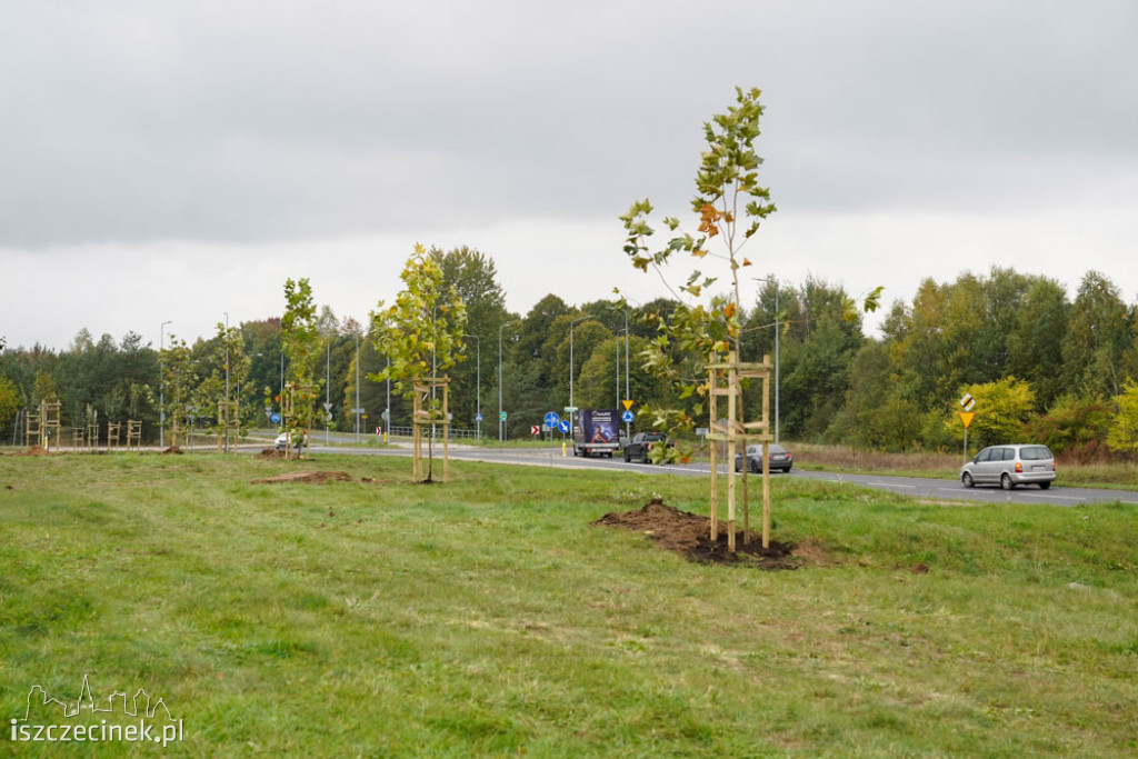 Osiedle Zachód będzie miało swój park. Już sadzą drzewa