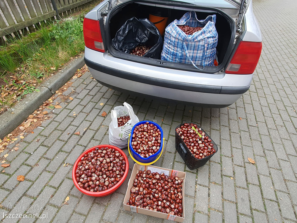 MukoNiedzielki walczą o życie. Pomóc może zbiórka… kasztanów!