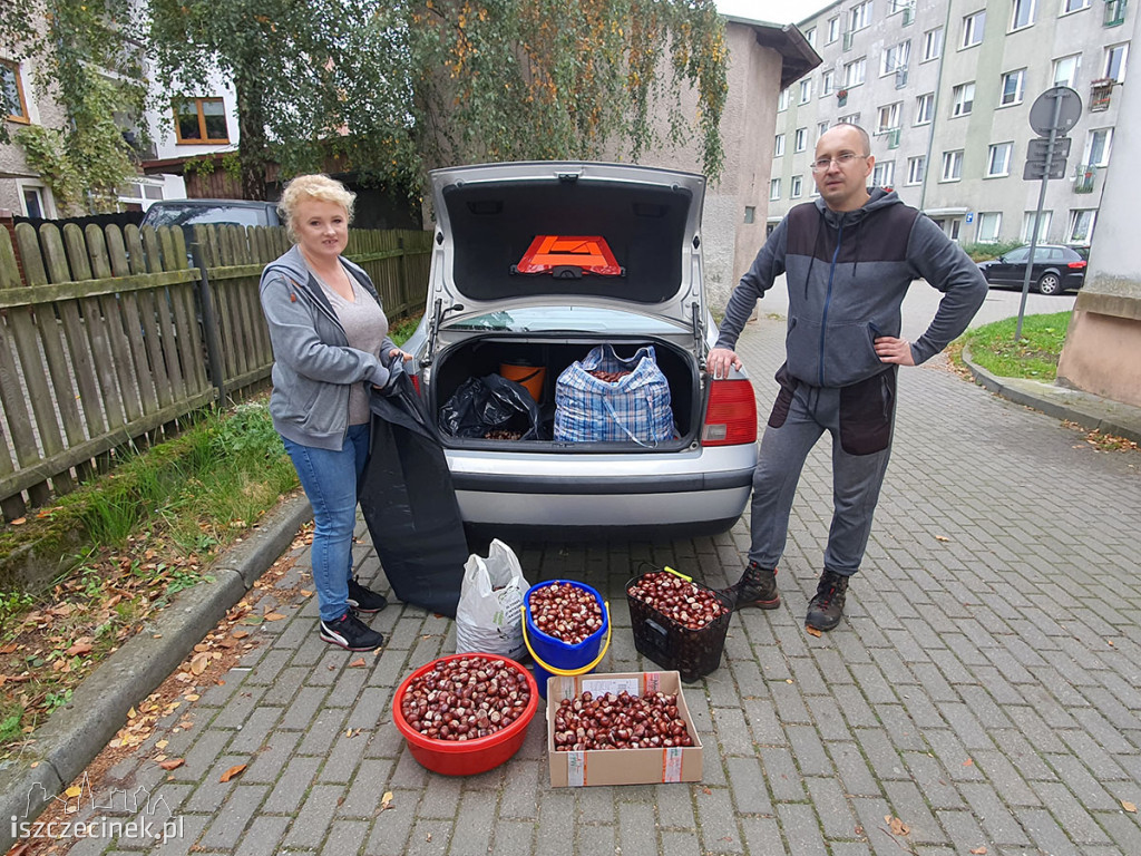 MukoNiedzielki walczą o życie. Pomóc może zbiórka… kasztanów!