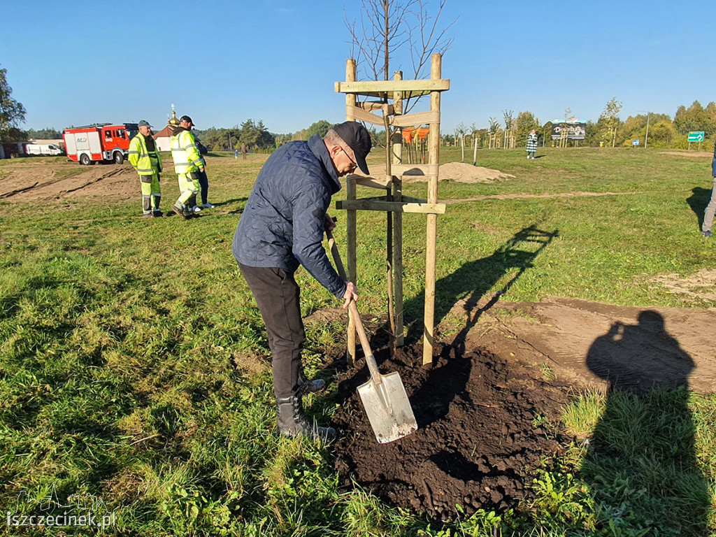 Kronodrzewko po raz dwudziesty. Nad Trzesieckiem znów przybyło zieleni.