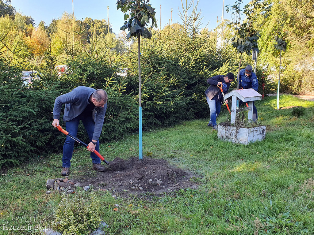 Kronodrzewko po raz dwudziesty. Nad Trzesieckiem znów przybyło zieleni.