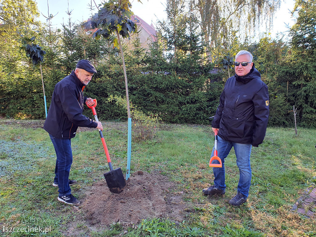 Kronodrzewko po raz dwudziesty. Nad Trzesieckiem znów przybyło zieleni.