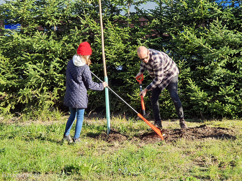 Kronodrzewko po raz dwudziesty. Nad Trzesieckiem znów przybyło zieleni.