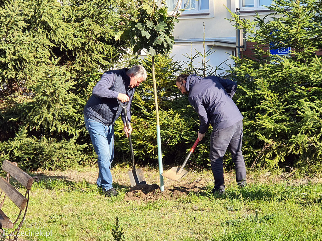 Kronodrzewko po raz dwudziesty. Nad Trzesieckiem znów przybyło zieleni.