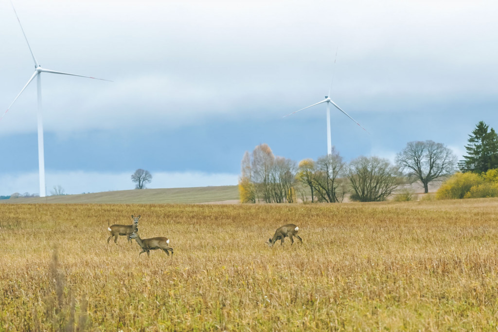 Las turbin wiatrowych w gminie Biały Bór. Robi wrażenie [WIDEODRON]