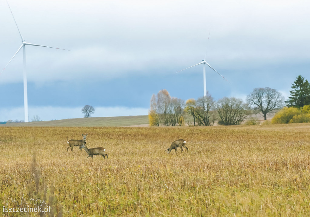 Las turbin wiatrowych w gminie Biały Bór. Robi wrażenie [WIDEODRON]