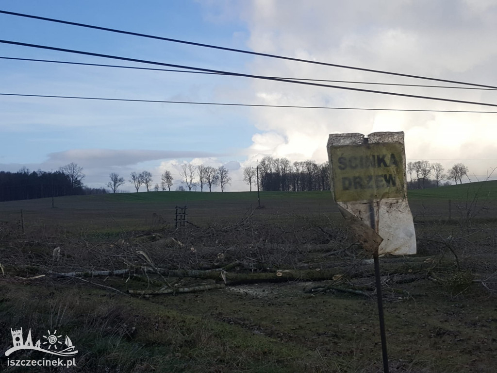 Podczas wycinki drzewo spało na linie wysokiego napięcia