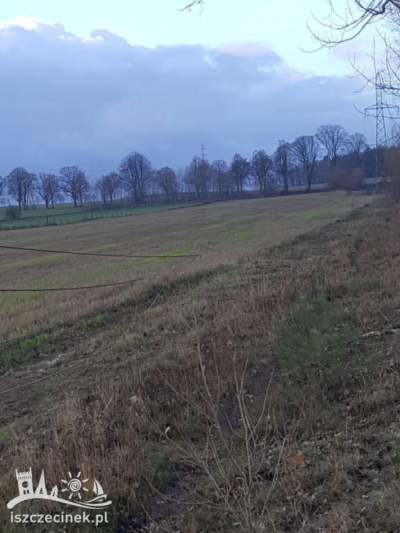 Podczas wycinki drzewo spało na linie wysokiego napięcia