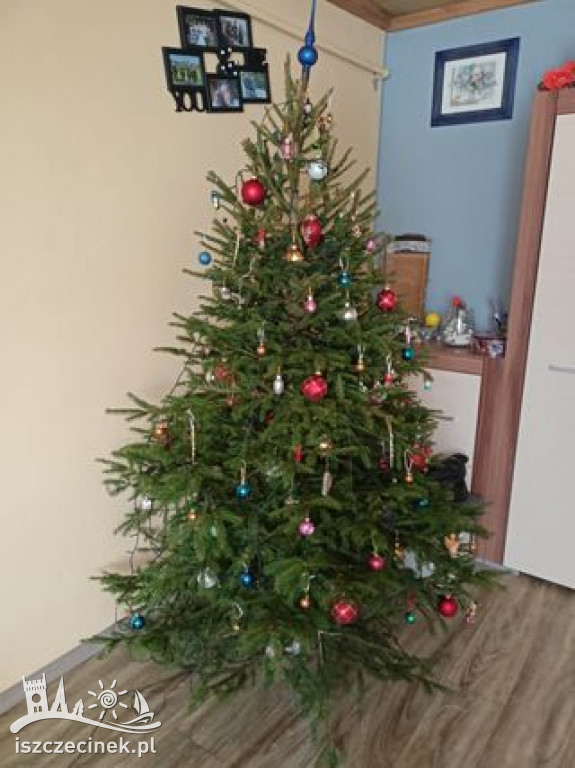 Najpiękniejsze choinki naszych czytelników. Zobaczcie cudowną, świąteczną galerię