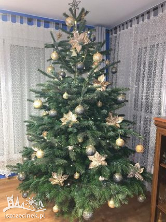 Najpiękniejsze choinki naszych czytelników. Zobaczcie cudowną, świąteczną galerię