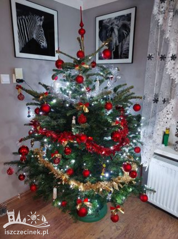 Najpiękniejsze choinki naszych czytelników. Zobaczcie cudowną, świąteczną galerię