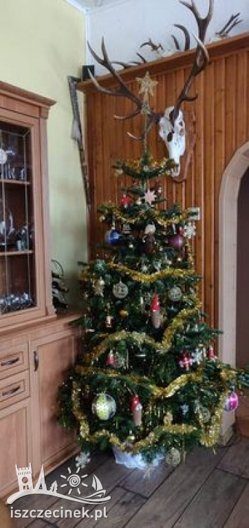 Najpiękniejsze choinki naszych czytelników. Zobaczcie cudowną, świąteczną galerię
