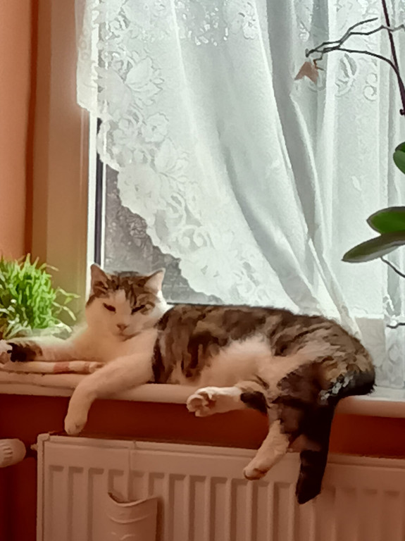 DZIEŃ KOTA. „Mamy kota” na punkcie kotów! Zobacz koty naszych Czytelników