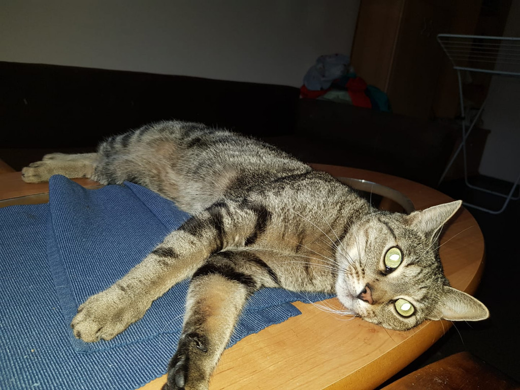 DZIEŃ KOTA. „Mamy kota” na punkcie kotów! Zobacz koty naszych Czytelników