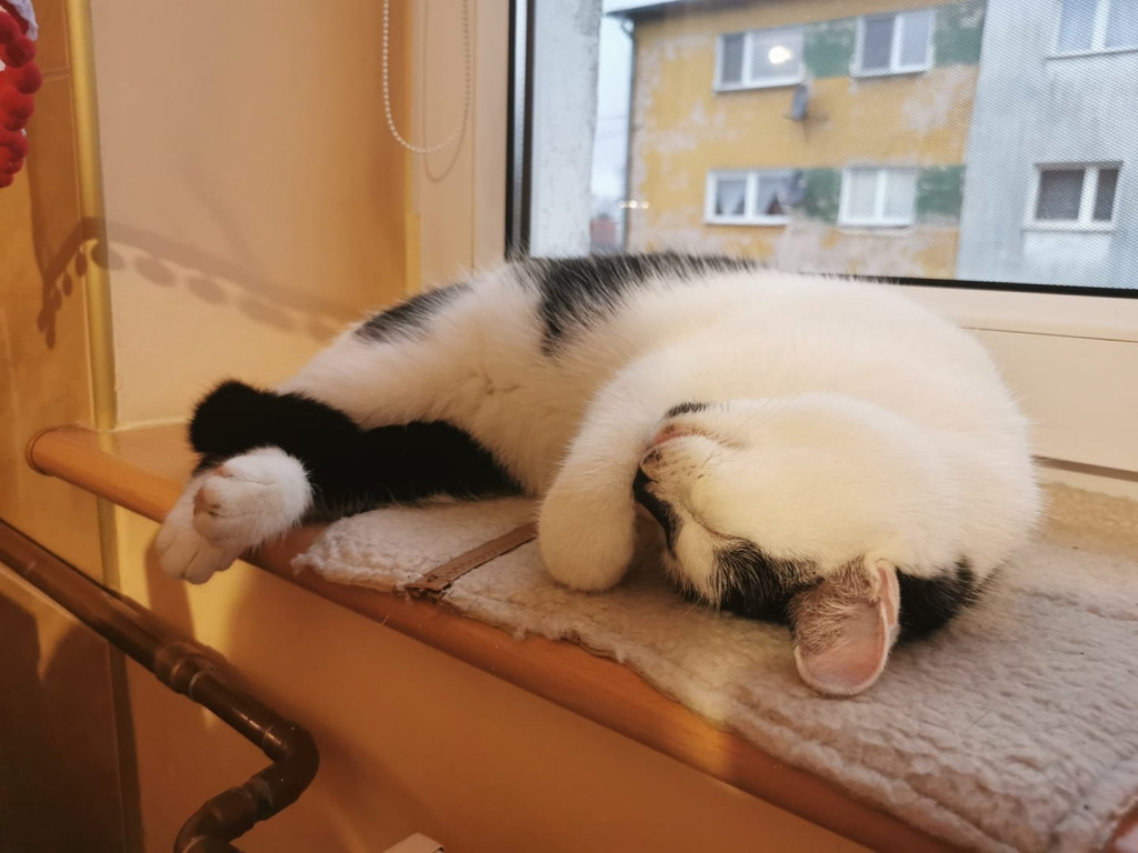 DZIEŃ KOTA. „Mamy kota” na punkcie kotów! Zobacz koty naszych Czytelników