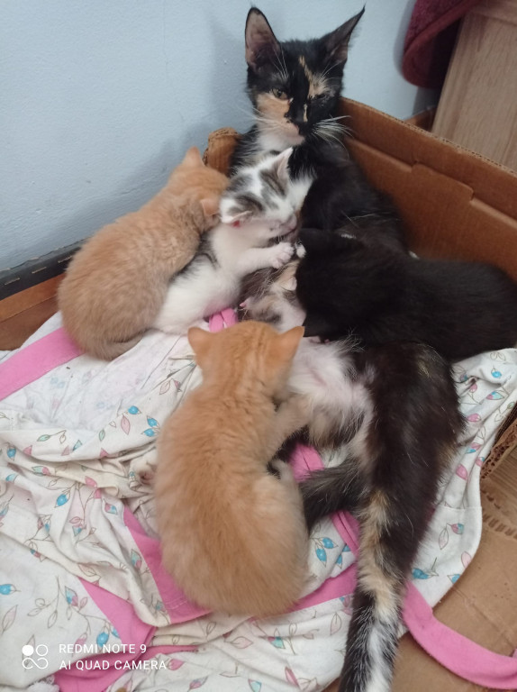 DZIEŃ KOTA. „Mamy kota” na punkcie kotów! Zobacz koty naszych Czytelników