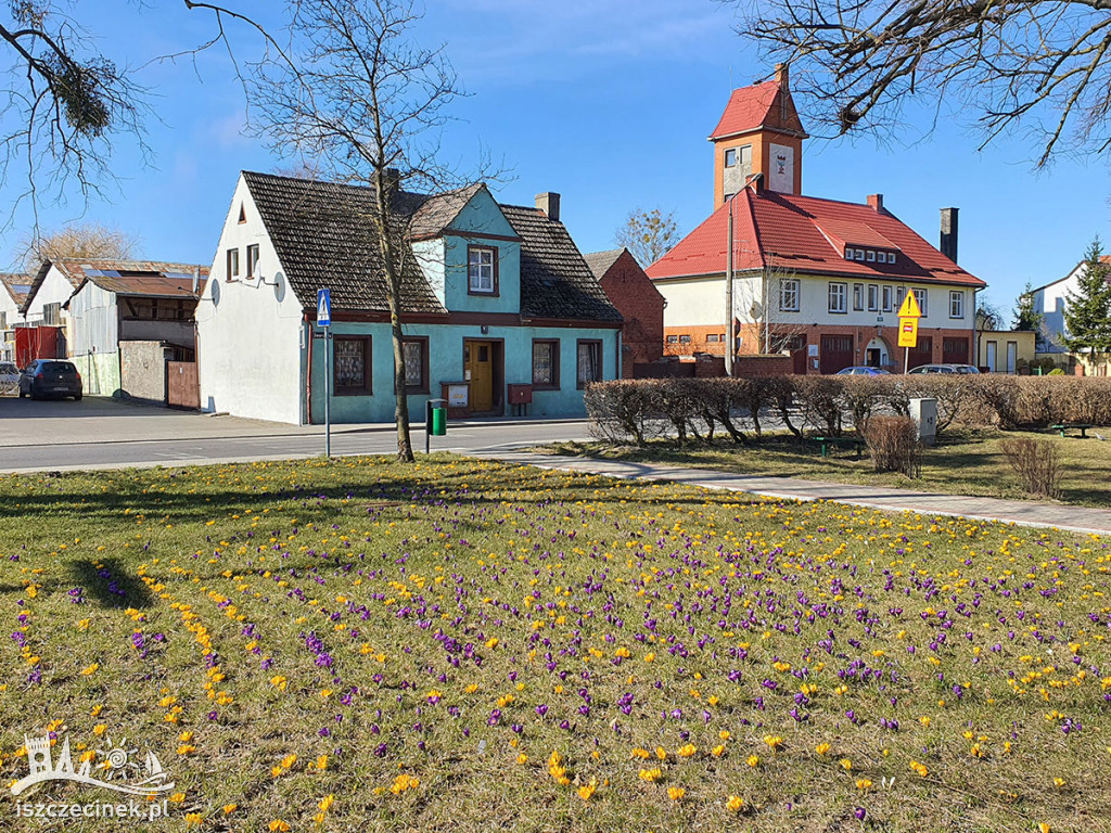 Wiosna ach to ty... Krokusy w Barwicach