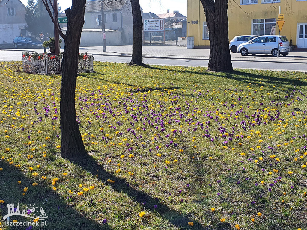 Wiosna ach to ty... Krokusy w Barwicach