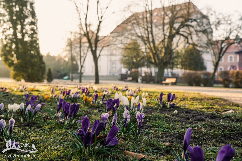 W szczecineckim parku znów kwitną krokusy. 