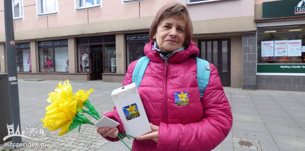 Szczecinek rozkwitł na żółto