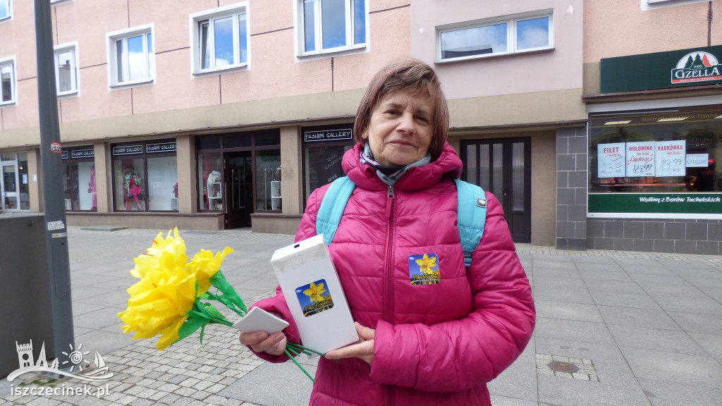 Szczecinek rozkwitł na żółto