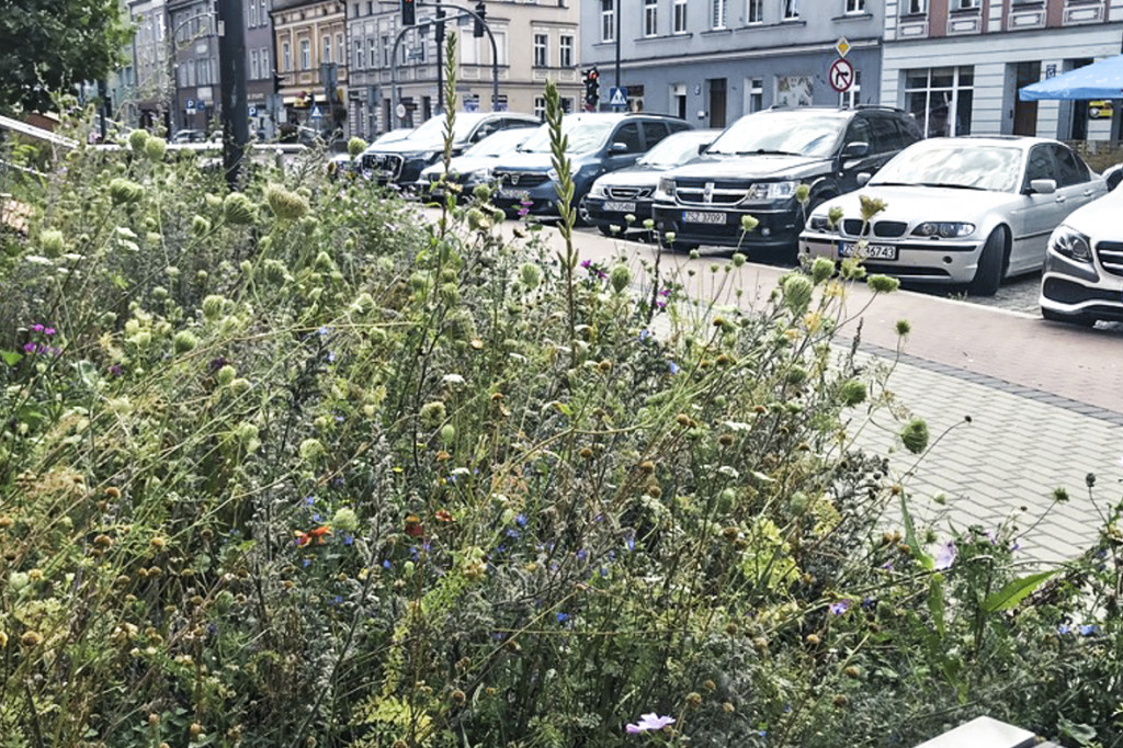 Łąki zamiast trawników. Te w centrum miasta radzą sobie dobrze w upały