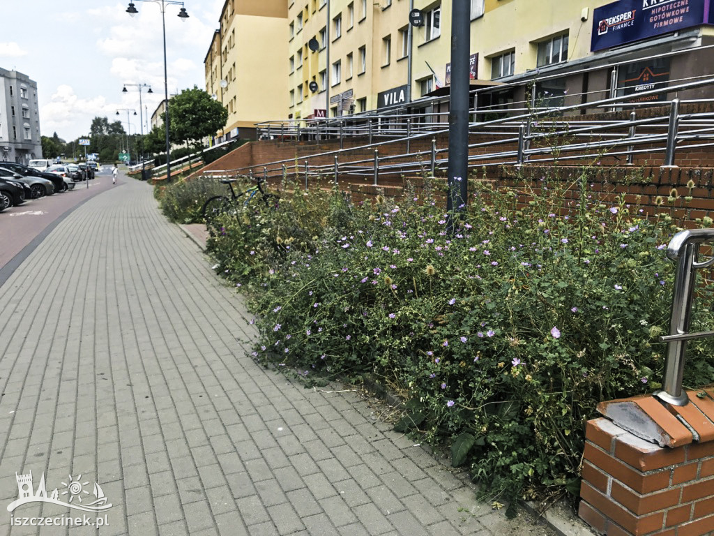 Łąki zamiast trawników. Te w centrum miasta radzą sobie dobrze w upały