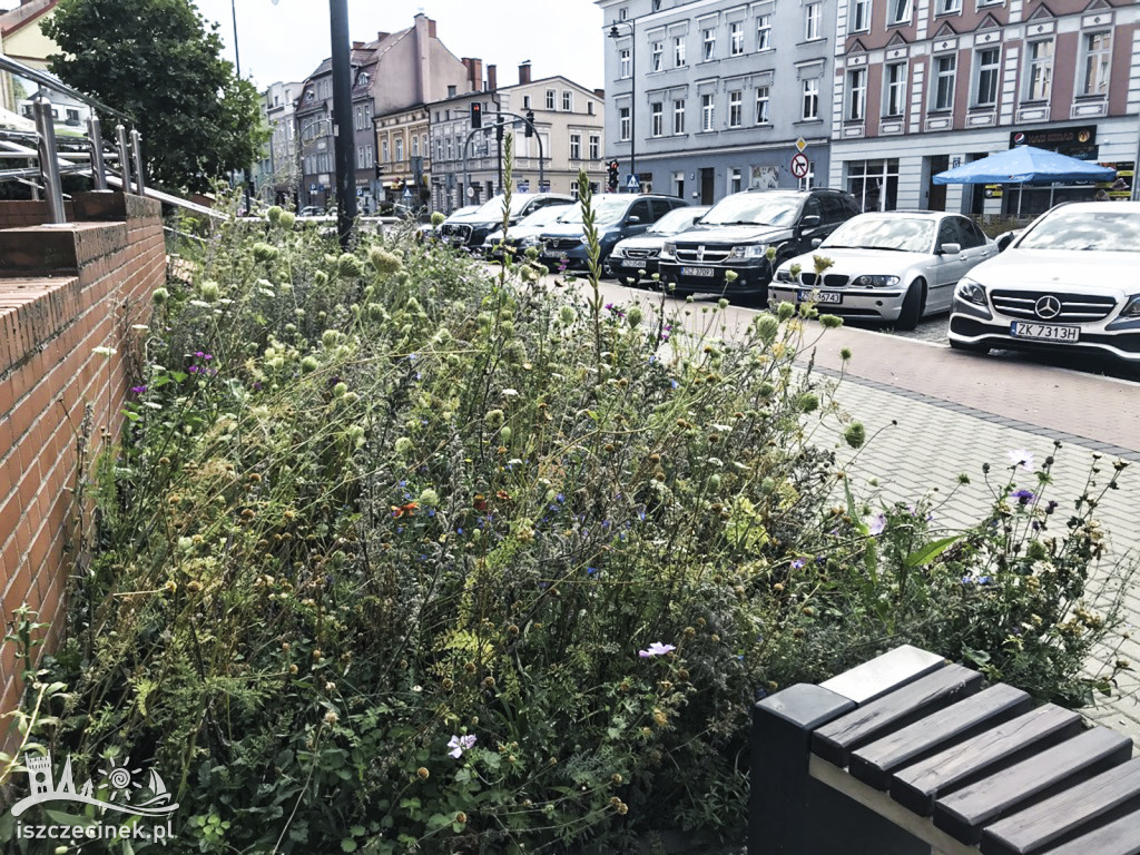 Łąki zamiast trawników. Te w centrum miasta radzą sobie dobrze w upały