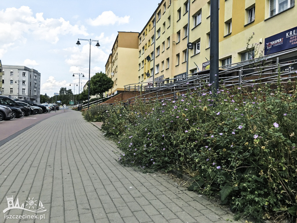 Łąki zamiast trawników. Te w centrum miasta radzą sobie dobrze w upały