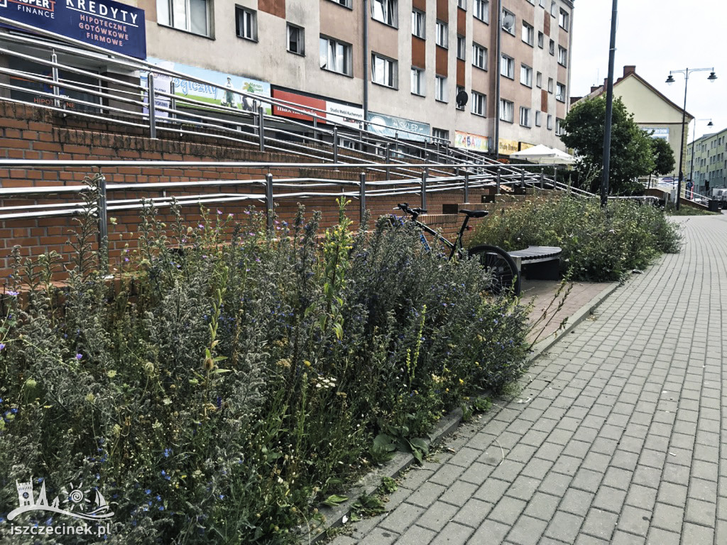 Łąki zamiast trawników. Te w centrum miasta radzą sobie dobrze w upały