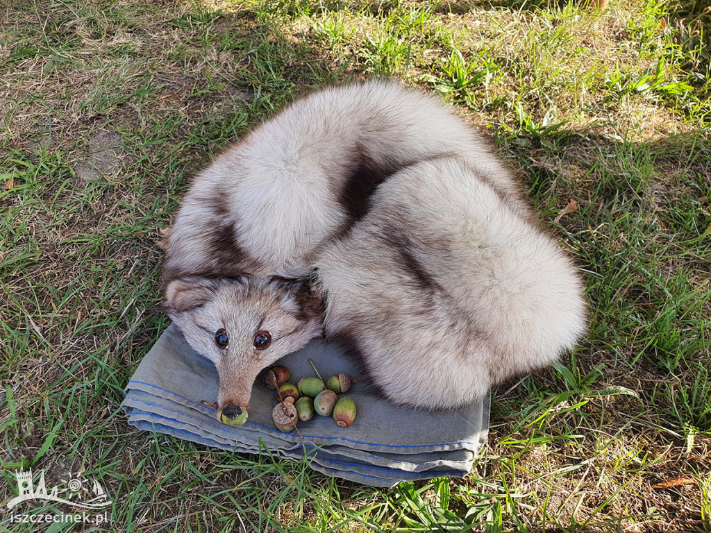 Nie rycerze, a woje. Piknik Słowiański nad rzeką Gęsią.