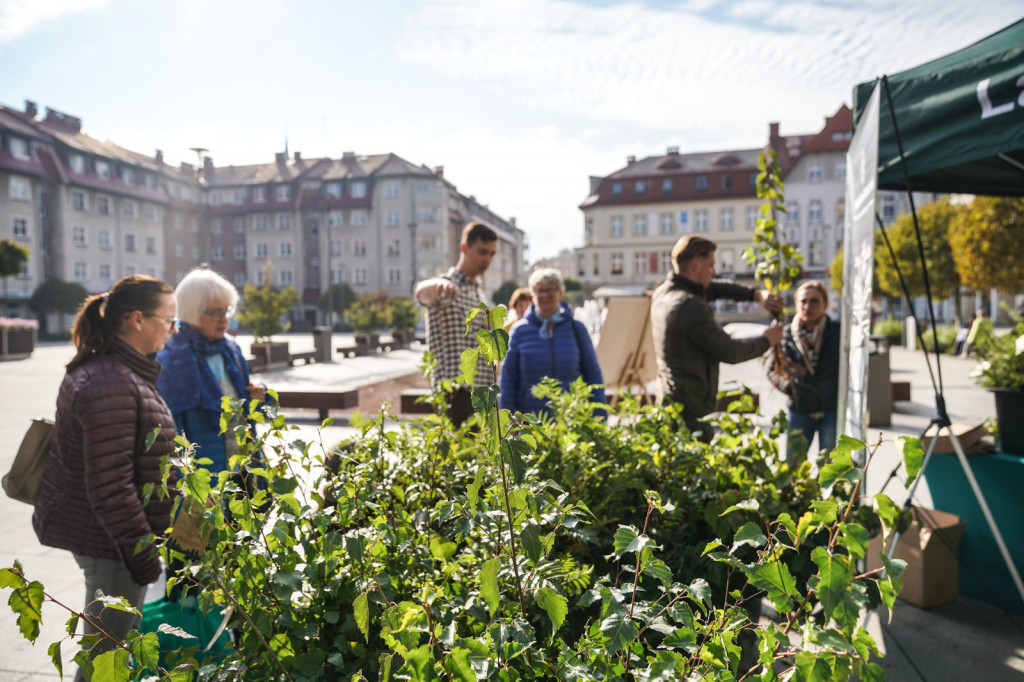 Plac Wolności. Leśnicy rozdają drzewka. Trwa akcja #sadziMY
