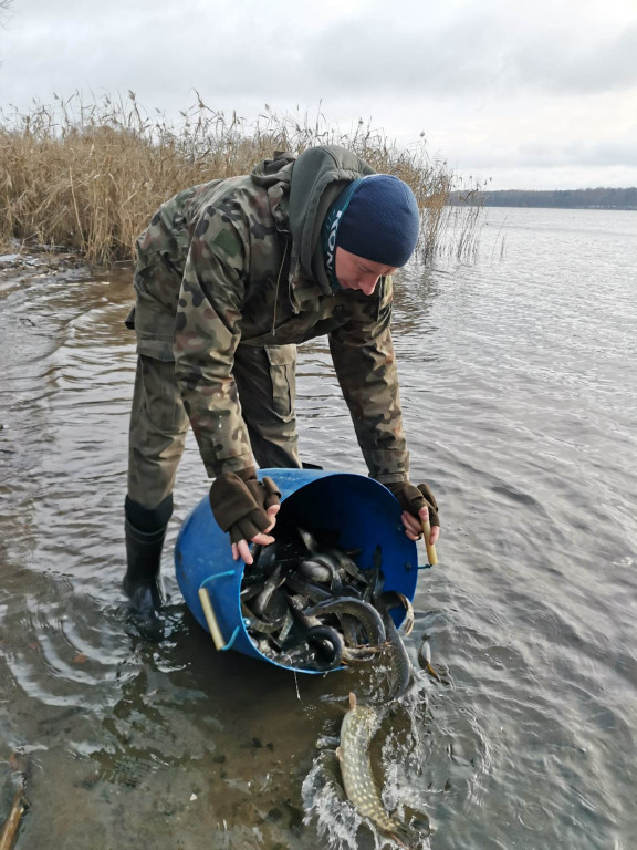 NA RYBY. Trwa grudniowa akcja zarybiania jezior