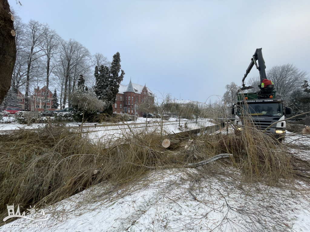 Wielka wycinka w parku miejskim. Znad Niezdobnej usunięto stare wierzby