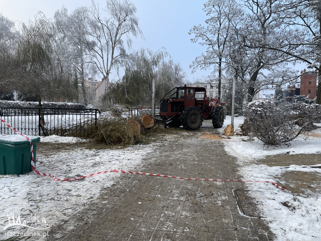 Wielka wycinka w parku miejskim. Znad Niezdobnej usunięto stare wierzby