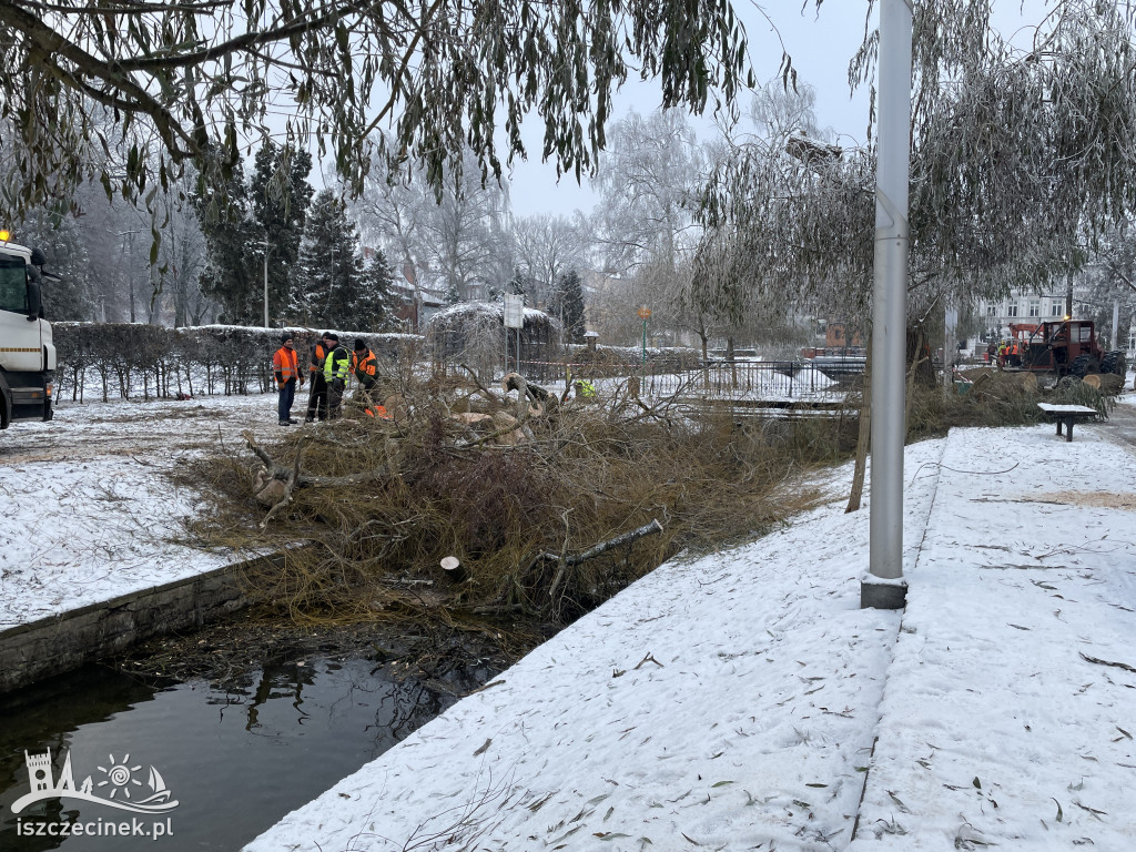 Wielka wycinka w parku miejskim. Znad Niezdobnej usunięto stare wierzby