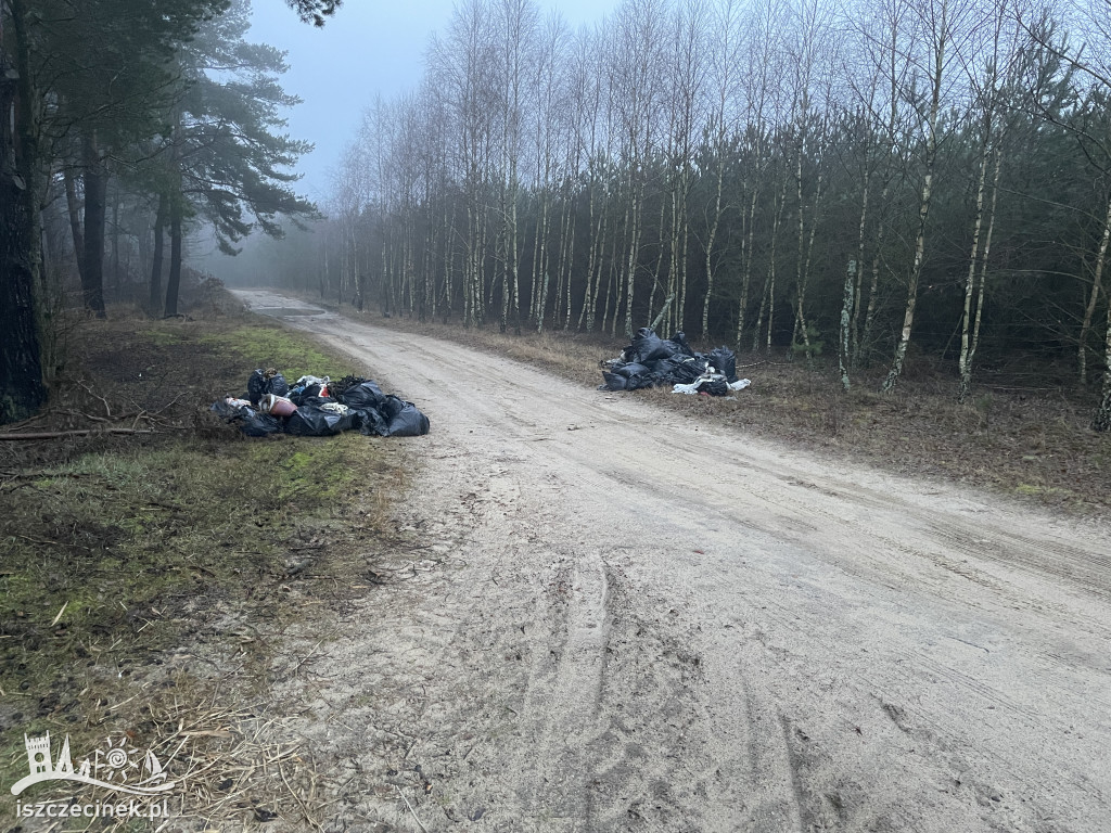 Kilkadziesiąt worków z odpadami na skraju lasu.