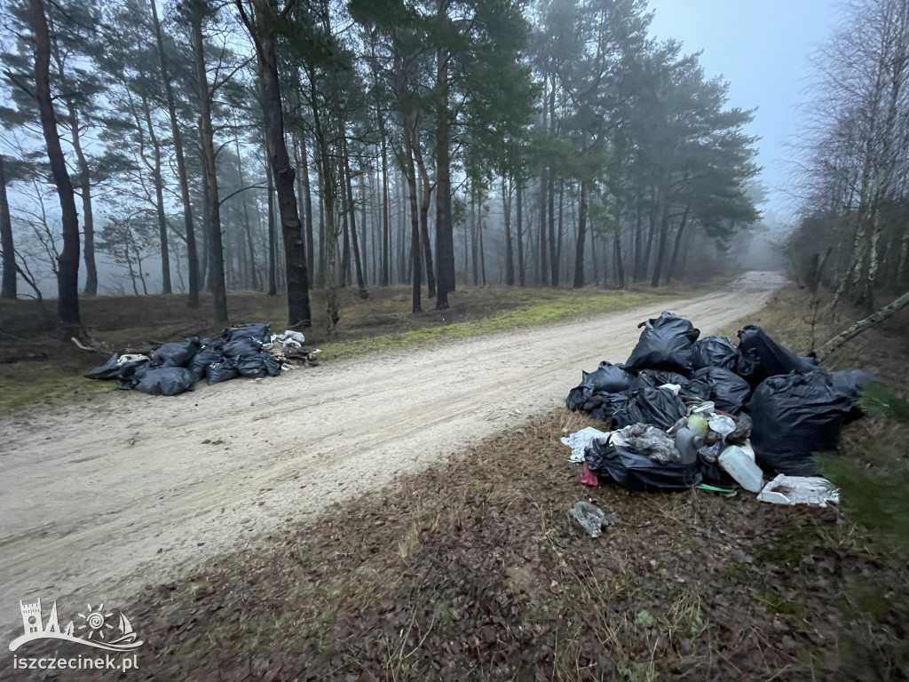 Kilkadziesiąt worków z odpadami na skraju lasu.