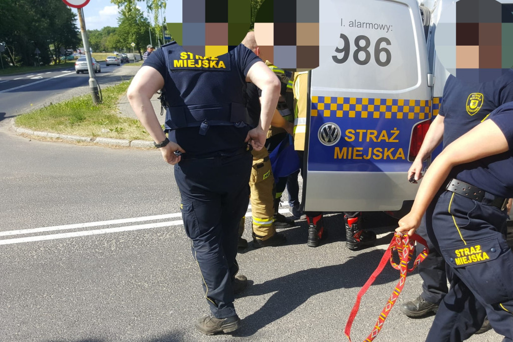 Pies wbiegł pod samochód. Trzeba było podnieść pojazd