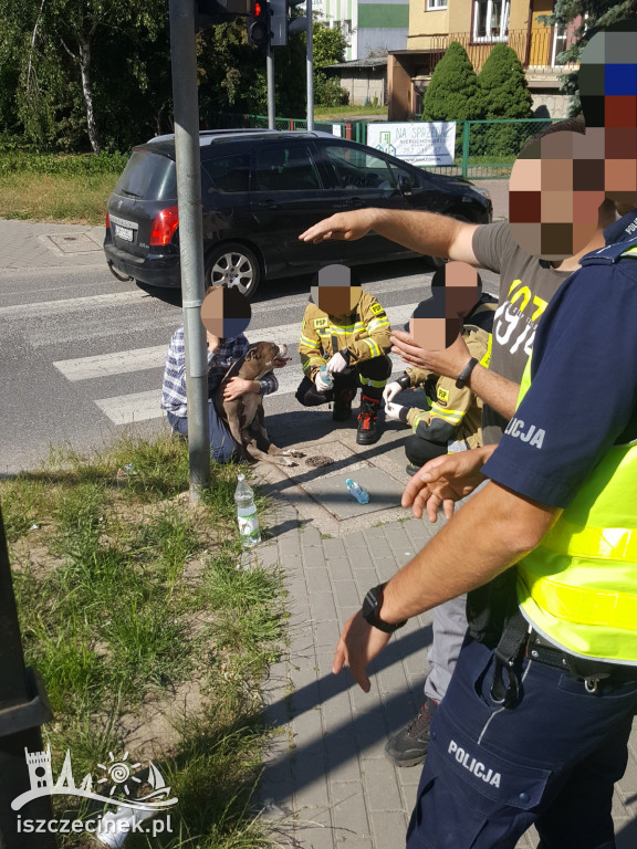 Pies wbiegł pod samochód. Trzeba było podnieść pojazd