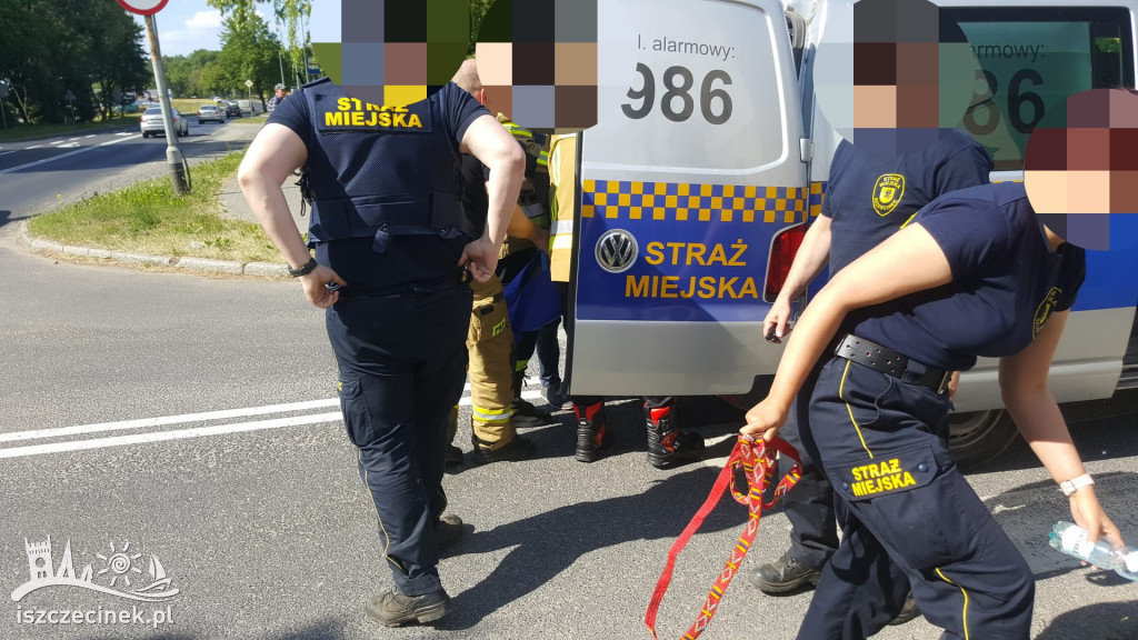Pies wbiegł pod samochód. Trzeba było podnieść pojazd